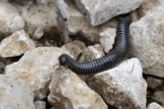 Ommatoiulus sabulosus aimatopodus