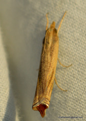 Ancylolomia