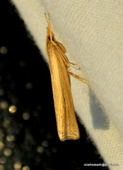 Ancylolomia