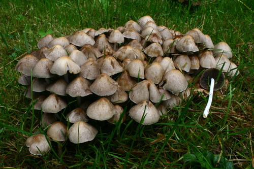 Kupstinė trapiabudė nuotrauka