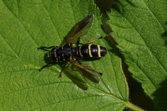 Temnostoma bombylans