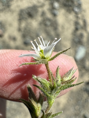 Image of Sabulina nuttallii by no rights reserved