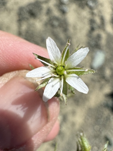 Image of Sabulina nuttallii by no rights reserved