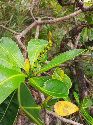 Stillingia lineata observed 2024-07-03