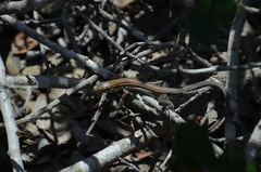 Aspidoscelis hyperythrus beldingi