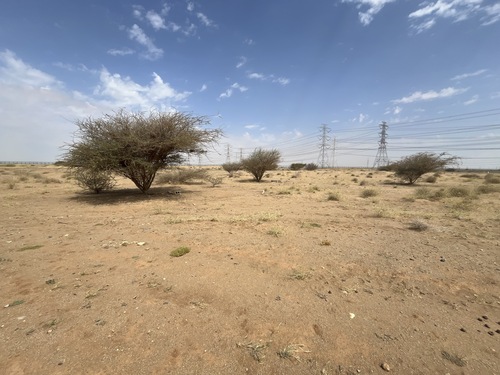 umbrella thorn