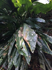 Cyclanthus bipartitus