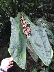 Cyclanthus bipartitus