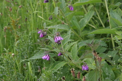 Symphytum officinale