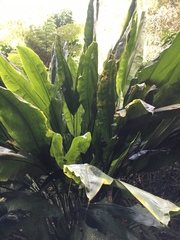 Cyclanthus bipartitus