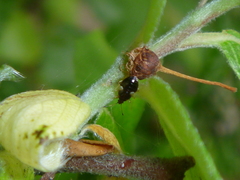 Pterygota