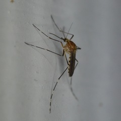 Aedes canadensis