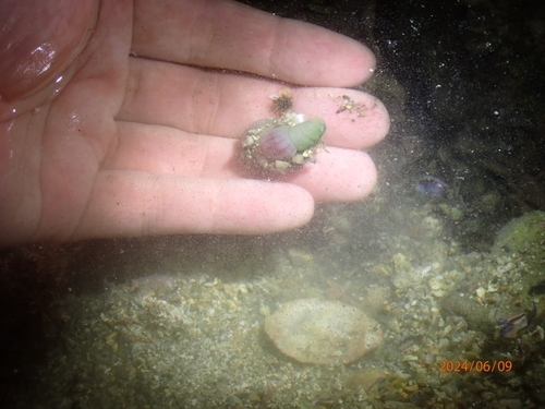 Ochetostoma erythrogrammon observed 2024-06-09