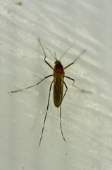 Aedes canadensis