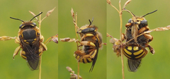 Anthidium