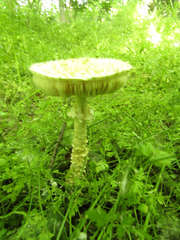 Saproamanita vittadinii