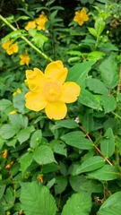 (c) Crap Fou, some rights reserved (CC BY) Hypericum patulum, photograph (c) Crap Fou, some rights reserved (CC BY)