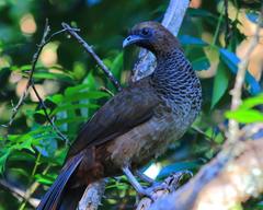 Ortalis squamata