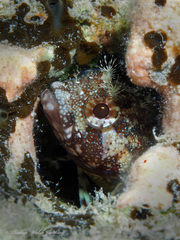 Puffcheek Blenny photo 1