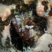 Puffcheek Blenny - Photo (c) Pauline Walsh Jacobson, some rights reserved (CC BY), uploaded by Pauline Walsh Jacobson