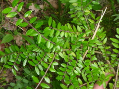 Lonicera