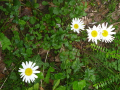 Leucanthemum