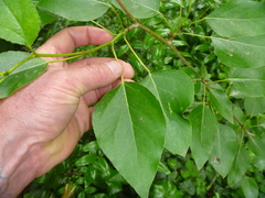 Populus