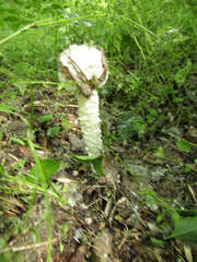 Saproamanita vittadinii