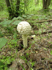 Saproamanita vittadinii