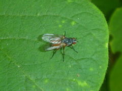 Diptera