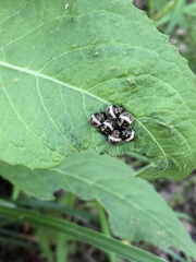 Orsilochides stictica