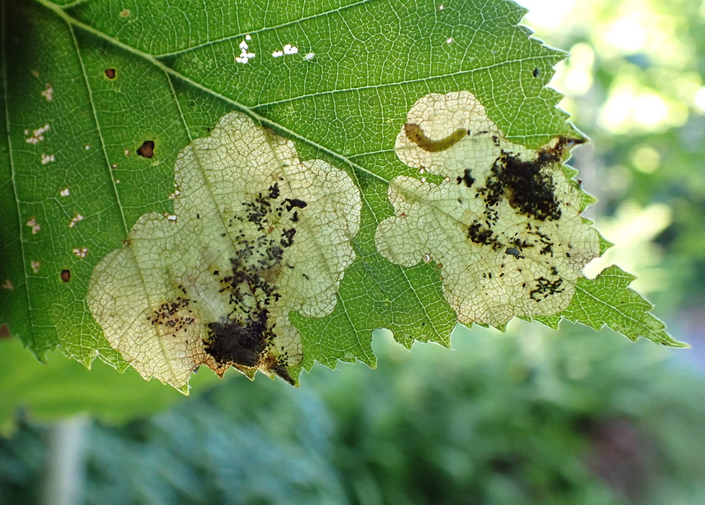 Early Birch Leaf Edgeminer