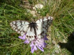Melanargia arge