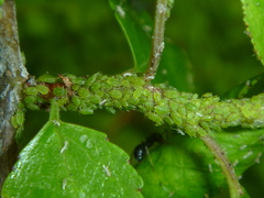 Aphididae