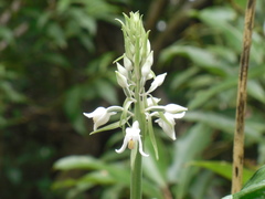 Calanthe calanthoides