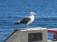 Larus occidentalis