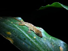 Anolis limifrons