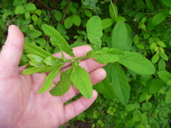 Spiraea