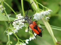Stictoleptura cordigera