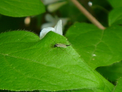Diptera