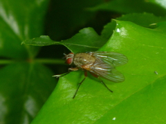 Diptera