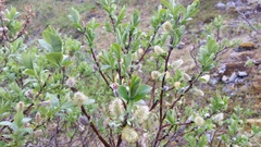 Salix commutata