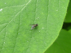 Diptera