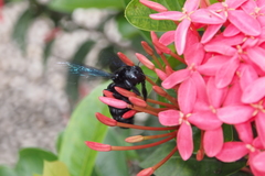 Biluna