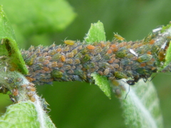 Aphididae