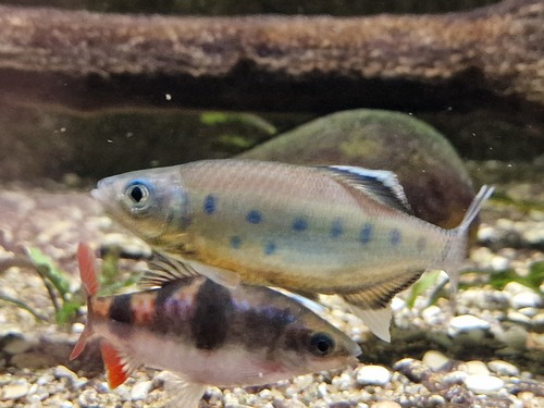 Pathirana's danio (Devario pathirana) — Cyprinidae