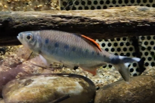 Barred danio (Devario pathirana) — Cyprinidae — 4