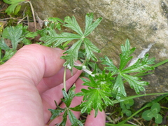 Potentilla argentea