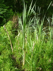 Typha latifolia