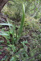 Phormium